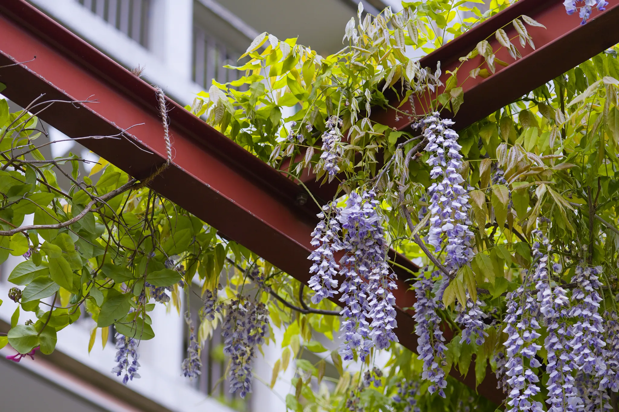 Pergola Märkli-Bau Detail der Pergola beim Märkli-Bau
